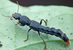 GrowersHouse Dalotia (Atheta) coriaria [Rove beetles] - Control - Fungus Gnat, Shore Fly, Thrips pupae