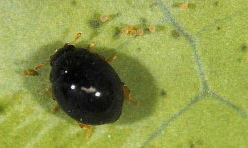 GrowersHouse Delphastus catalinae - Beneficial Insects - Control - Whitefly