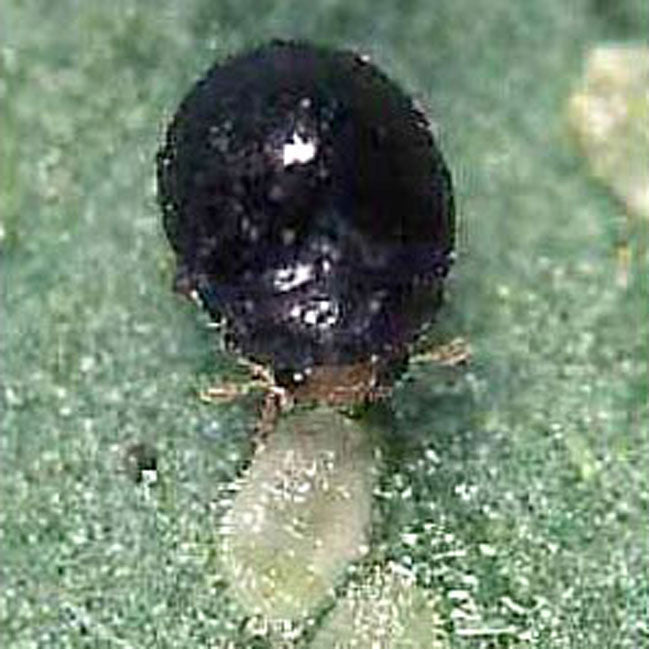 GrowersHouse Delphastus catalinae - Beneficial Insects - Control - Whitefly