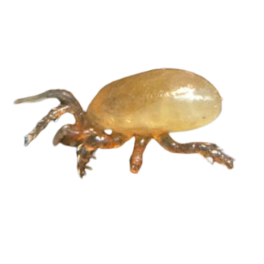 GrowersHouse Stratiolaelaps scimitus (Hypoaspis miles) - Control - Fungus Gnat, Shore Fly, Thrips pupae