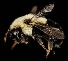 GrowersHouse Bombus impatiens -  Crop pollinator
