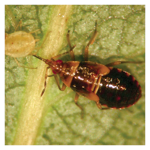 GrowersHouse Orius insidiosus - Beneficial Insects - Control - Thrips