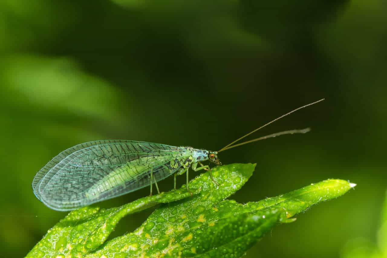 Predatory Insects for Gardens, Farms, Grows and Plants