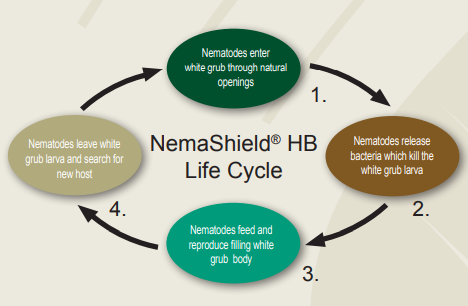 GrowersHouse Heterorhabditis bacteriophora - NemaShield HB - Beneficial Nematodes - Control White Grubs, Cutworms, Root Weevils, Leatherjackets / European Crane Fly