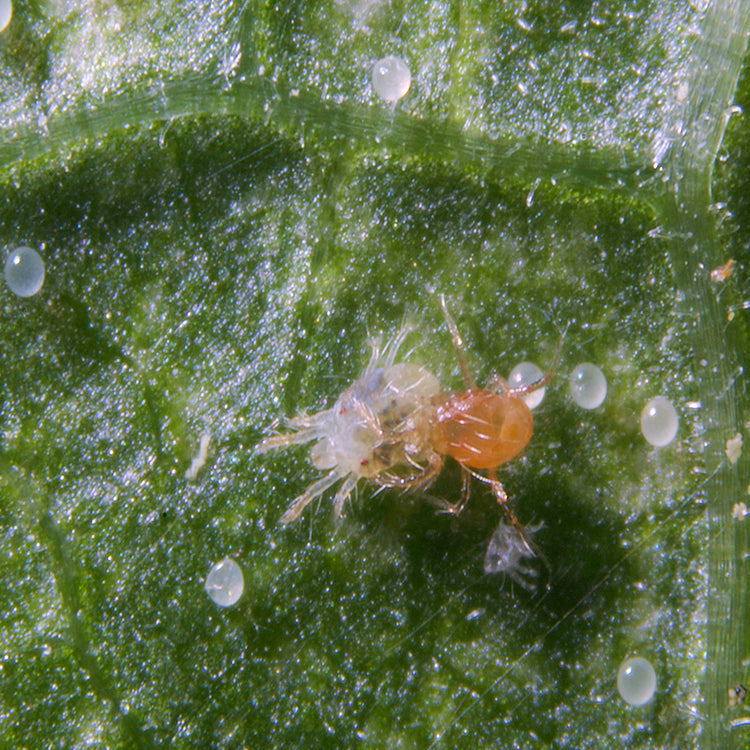 GrowersHouse Phytoseiulus persimilis - Beneficial Insects - Control - Two Spotted Spider Mite
