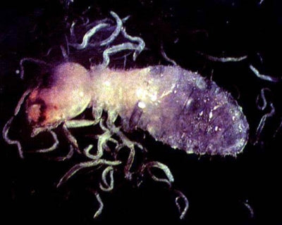 Steinernema carpocapsae (NemaShield Sc Invivo) Nematodes - Beneficial Insects - Control - Fungus Gnat, Shore Fly, Thrips pupae