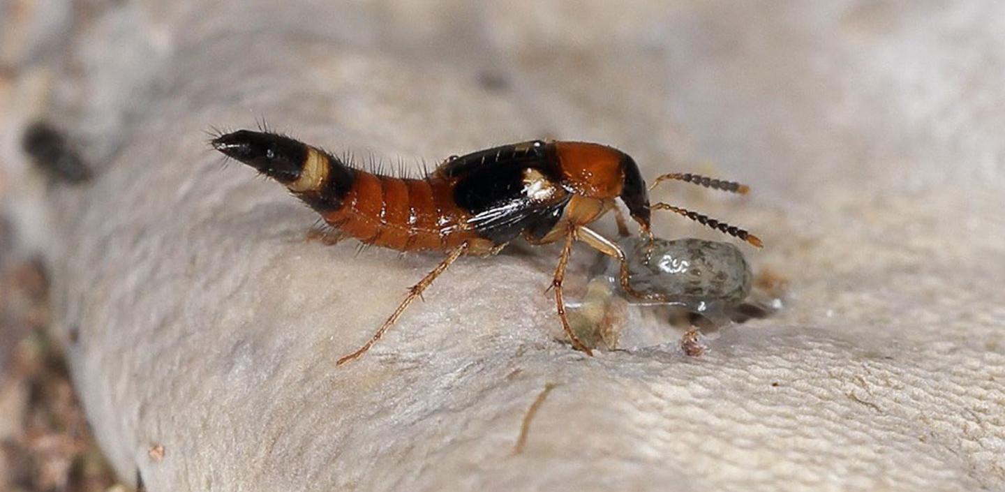 GrowersHouse Dalotia (Atheta) coriaria [Rove beetles] - Beneficial Insects - Control - Fungus Gnat, Shore Fly, Thrips pupae