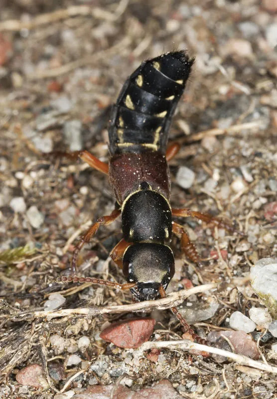 GrowersHouse Dalotia (Atheta) coriaria [Rove beetles] - Beneficial Insects - Control - Fungus Gnat, Shore Fly, Thrips pupae