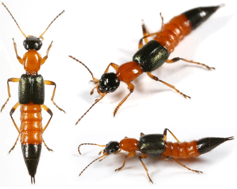 GrowersHouse Dalotia (Atheta) coriaria [Rove beetles] - Control - Fungus Gnat, Shore Fly, Thrips pupae
