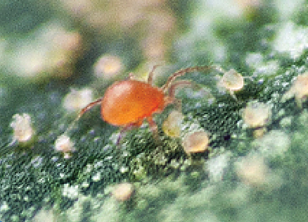 Amblyseius Californicus (Neoseiulus Californicus)