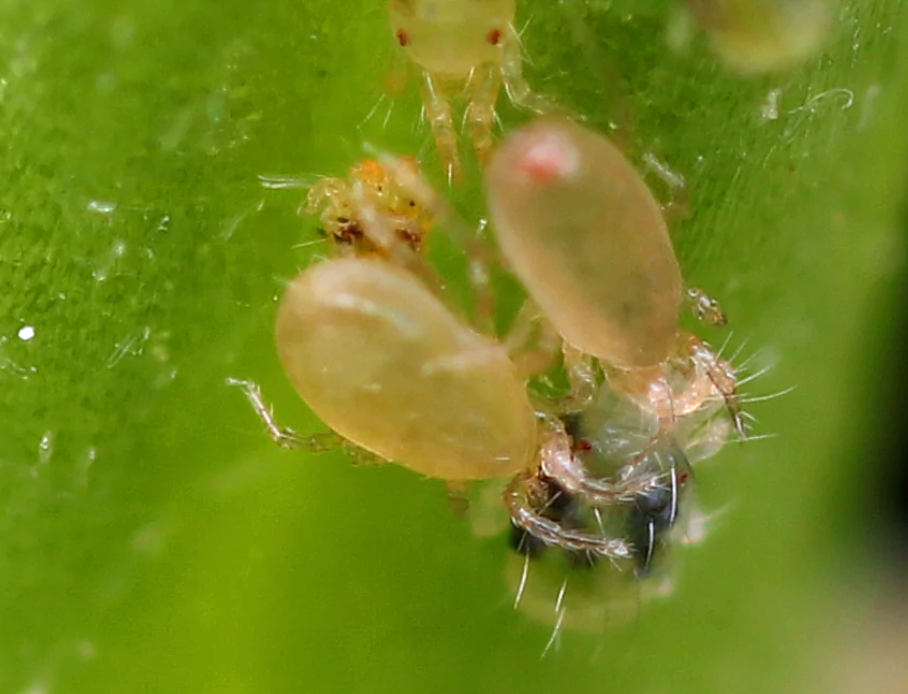 Amblyseius Californicus (Neoseiulus Californicus)