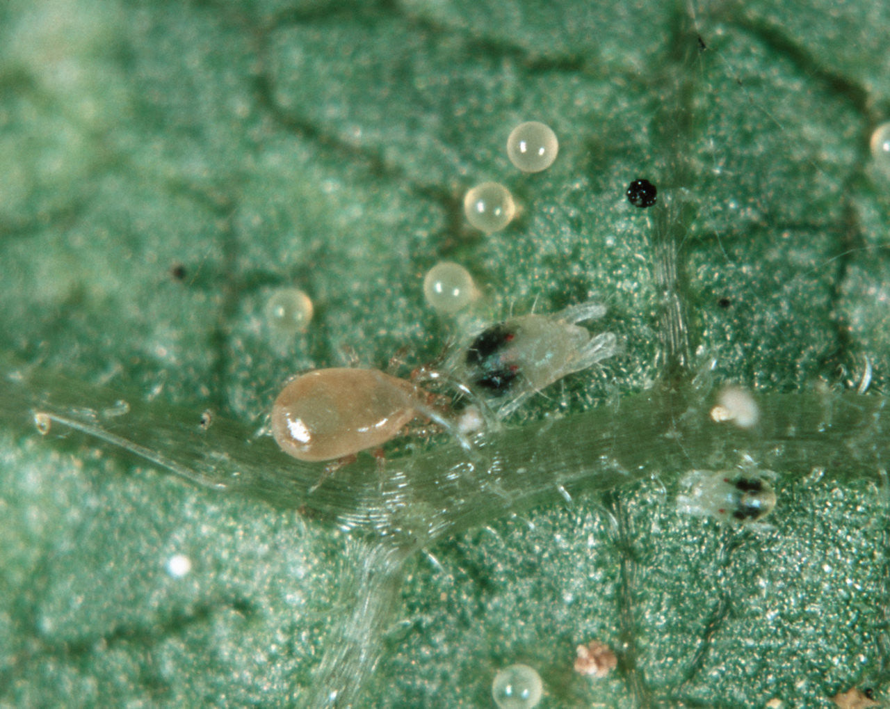 Amblyseius Californicus (Neoseiulus Californicus)
