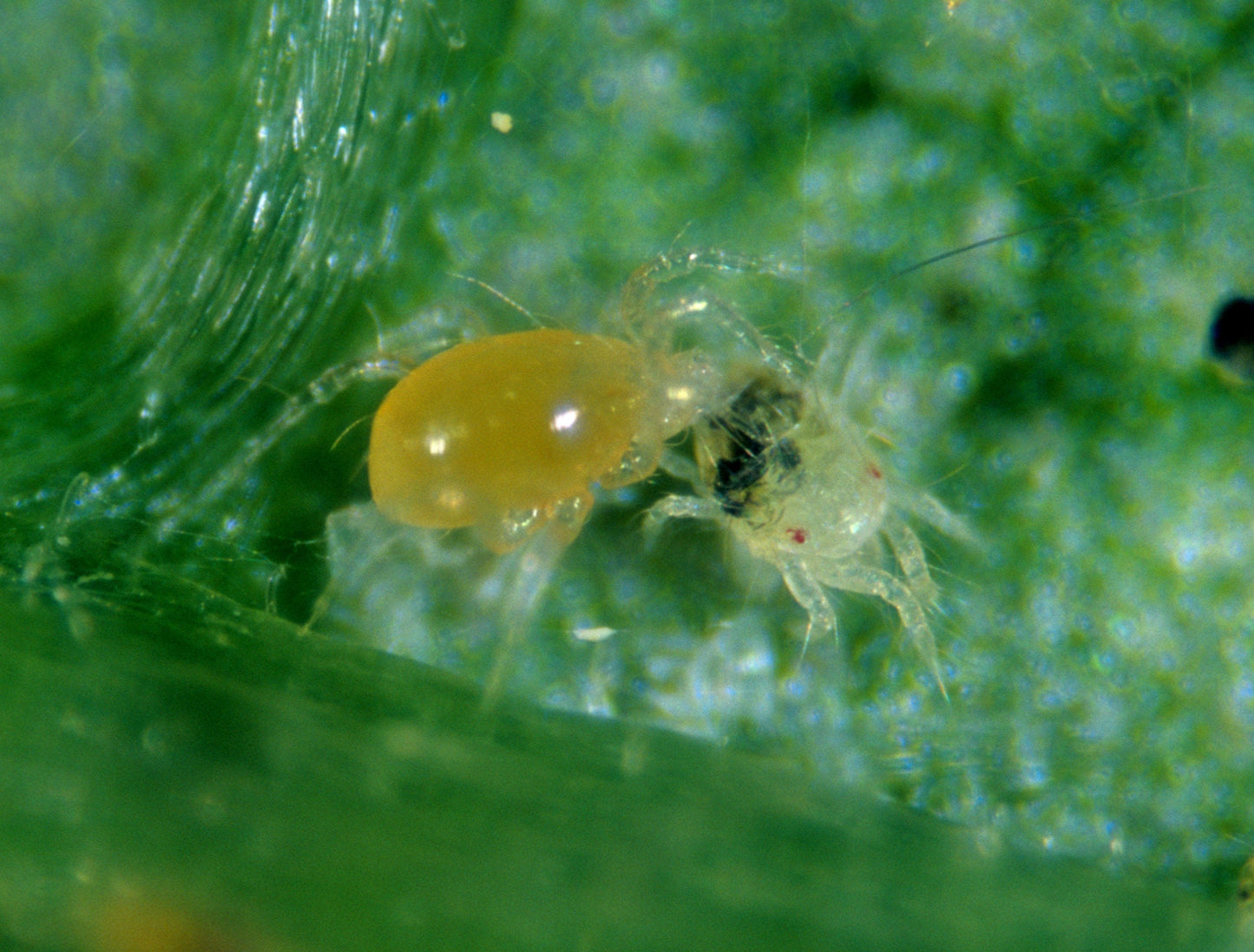 Amblyseius Californicus (Neoseiulus Californicus)